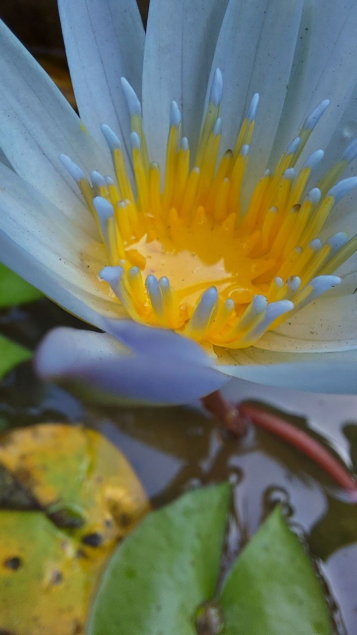white Lotus