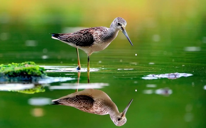 Bird