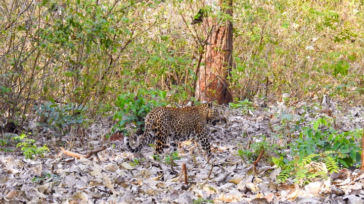 Leopard
