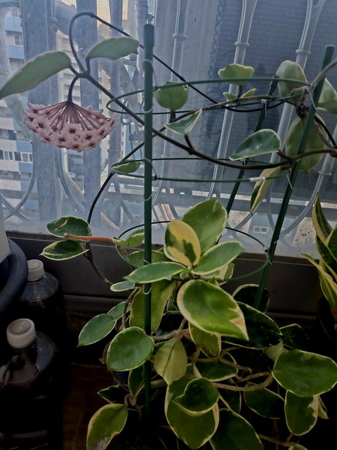 Pink, Petal, Plant_stem
