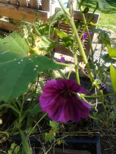 wallpaper plant, flower