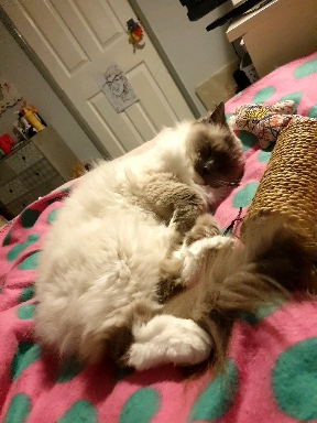 sleepy cat!!