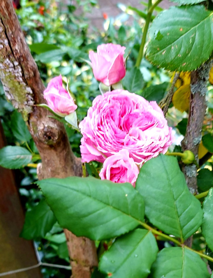 Rosen