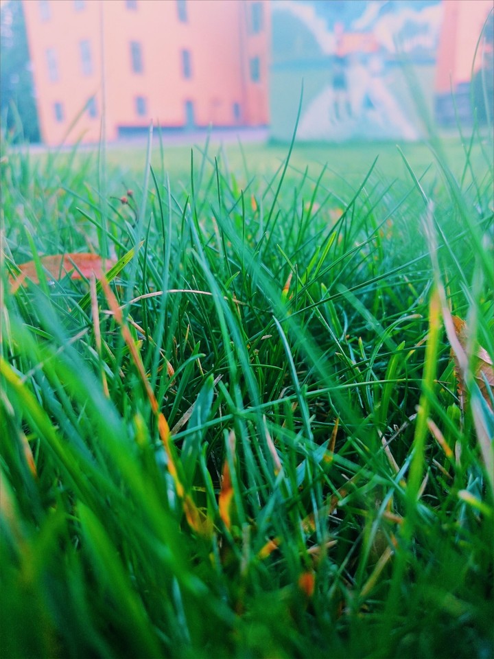 GRASS, GRASS AND MORE GRASS!!