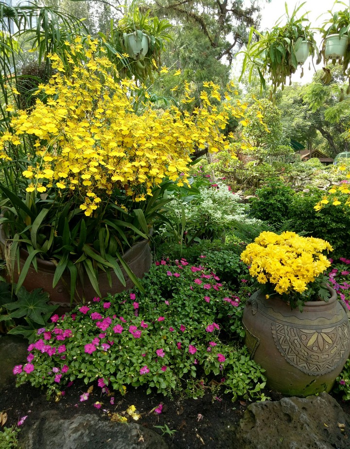 flowers