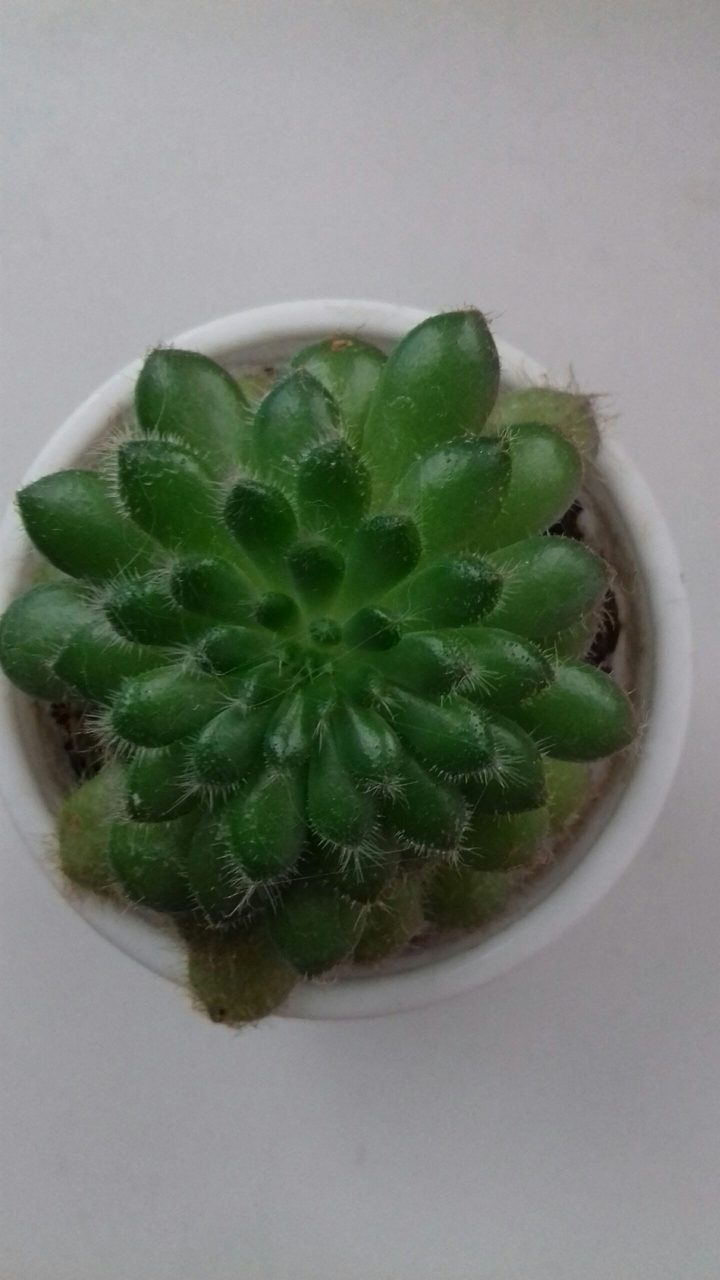 Кактус