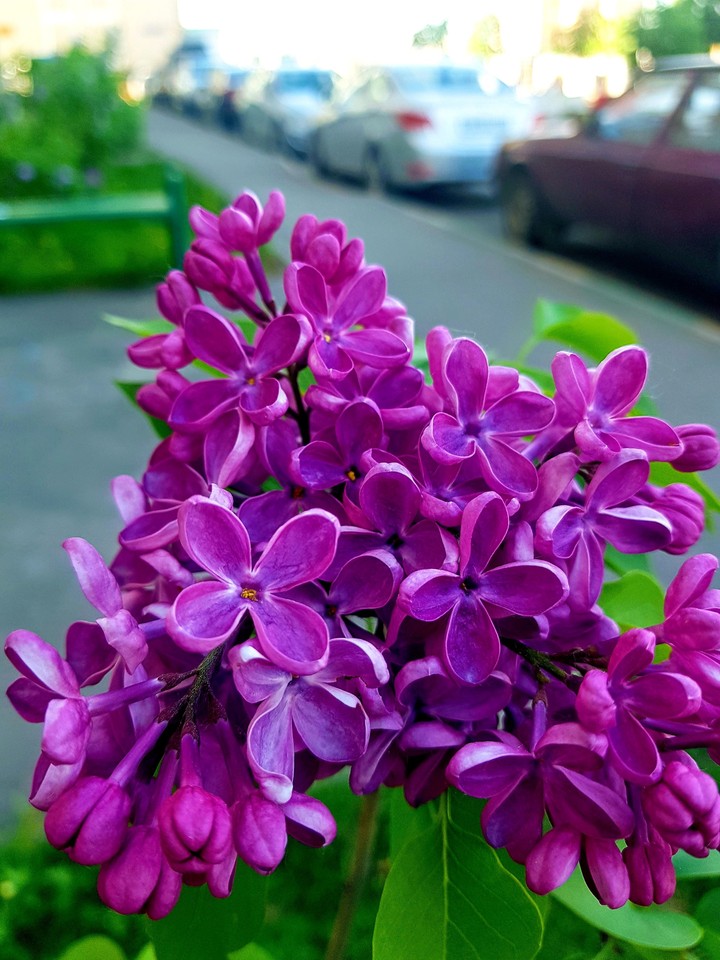 Сирень