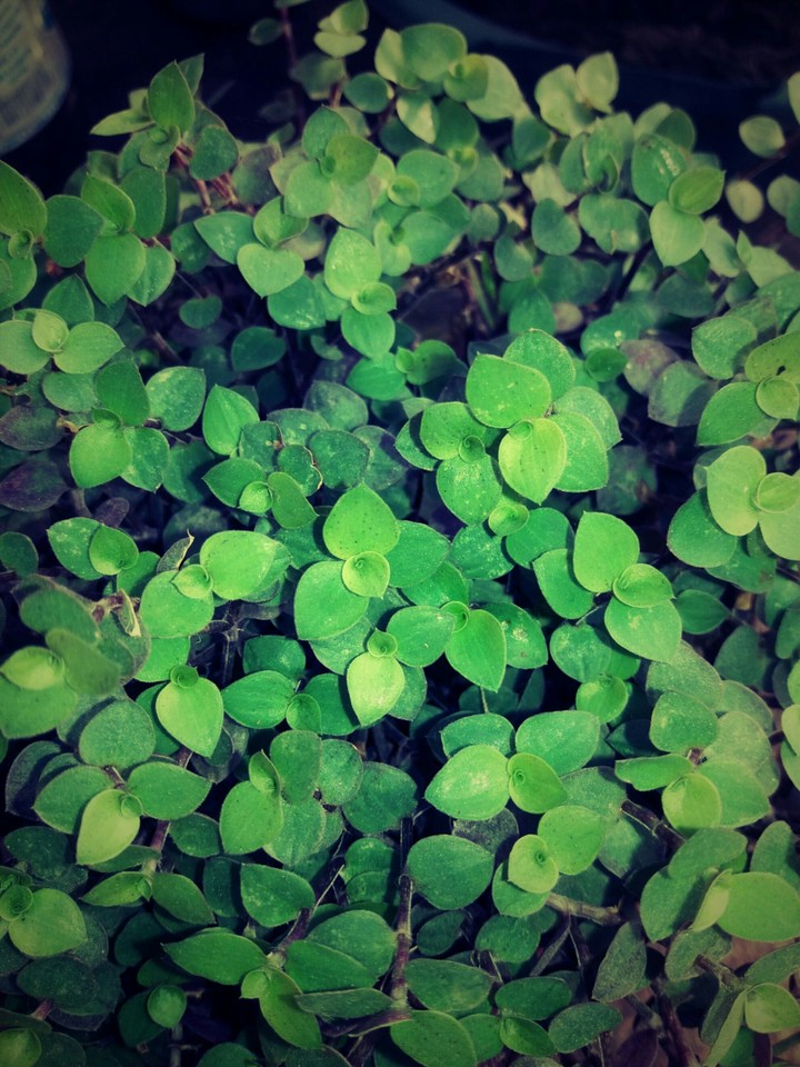 #plant