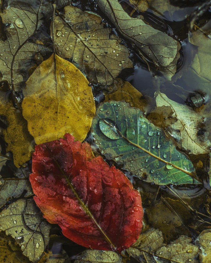 leaves