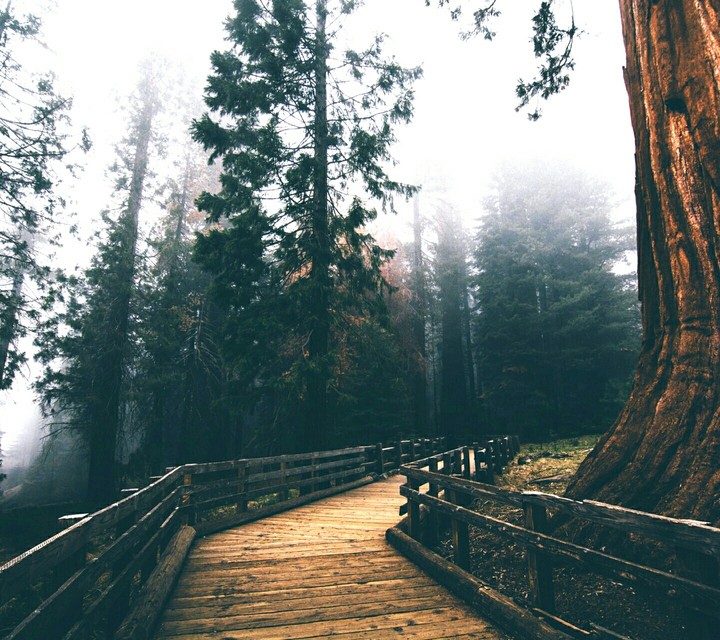 Forest 2