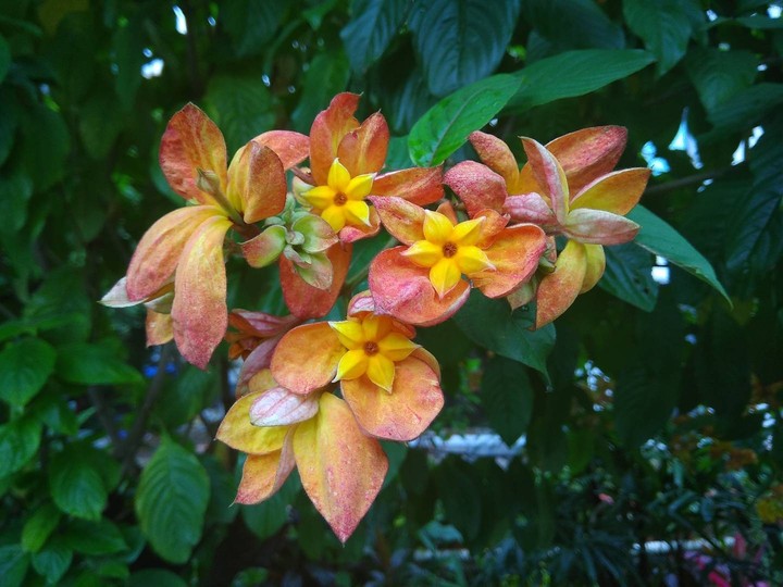 Beautiful flowers