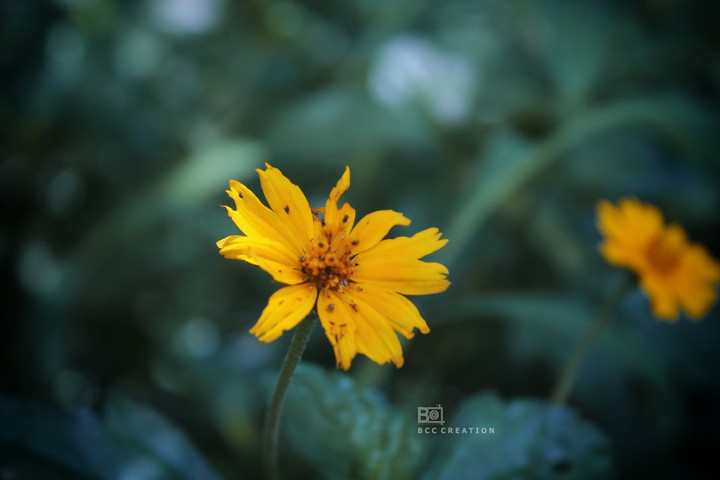 flower