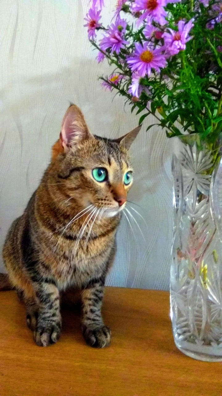 наш котик