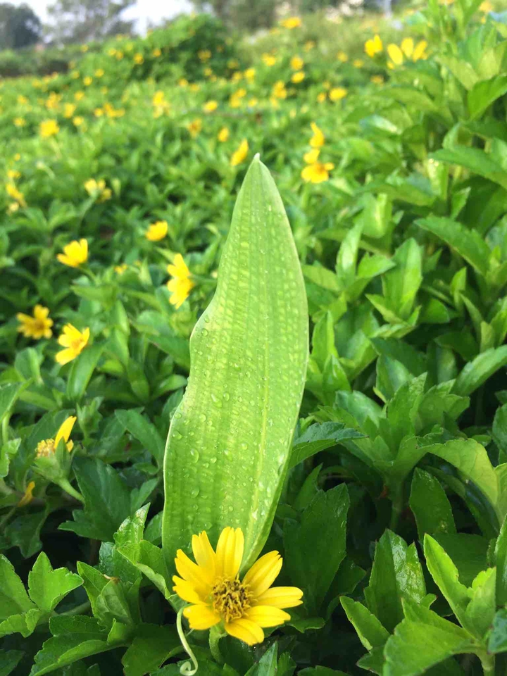 nature  gift
