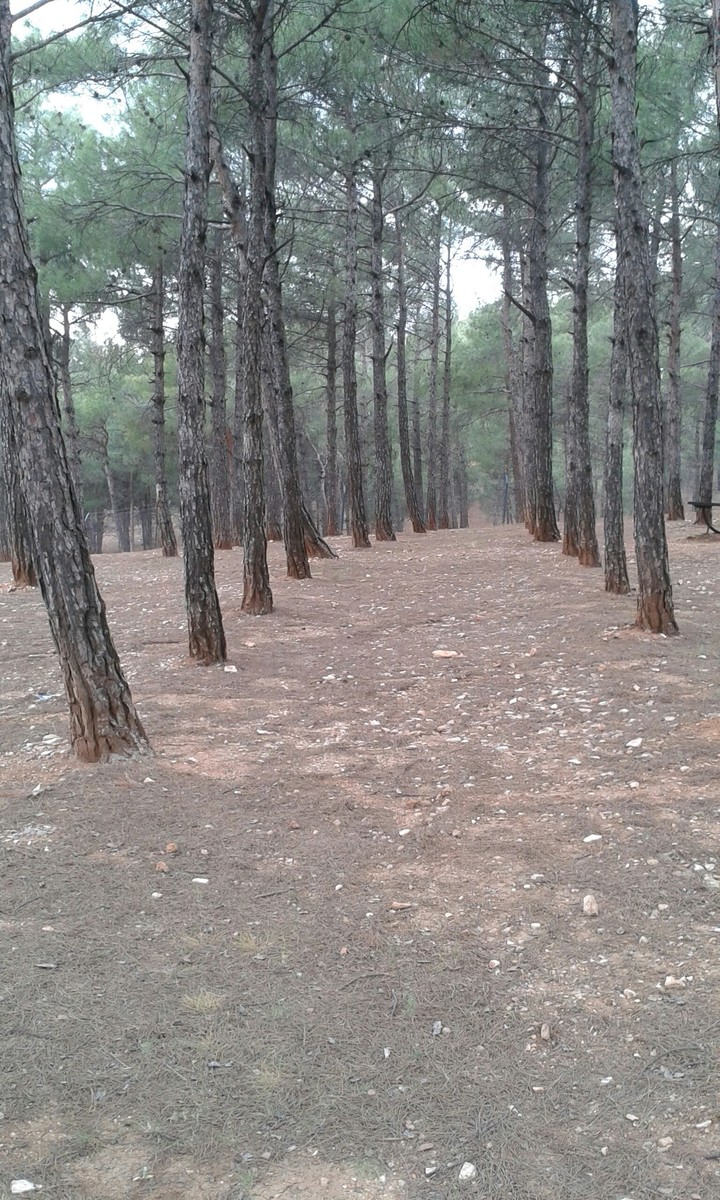 yol
