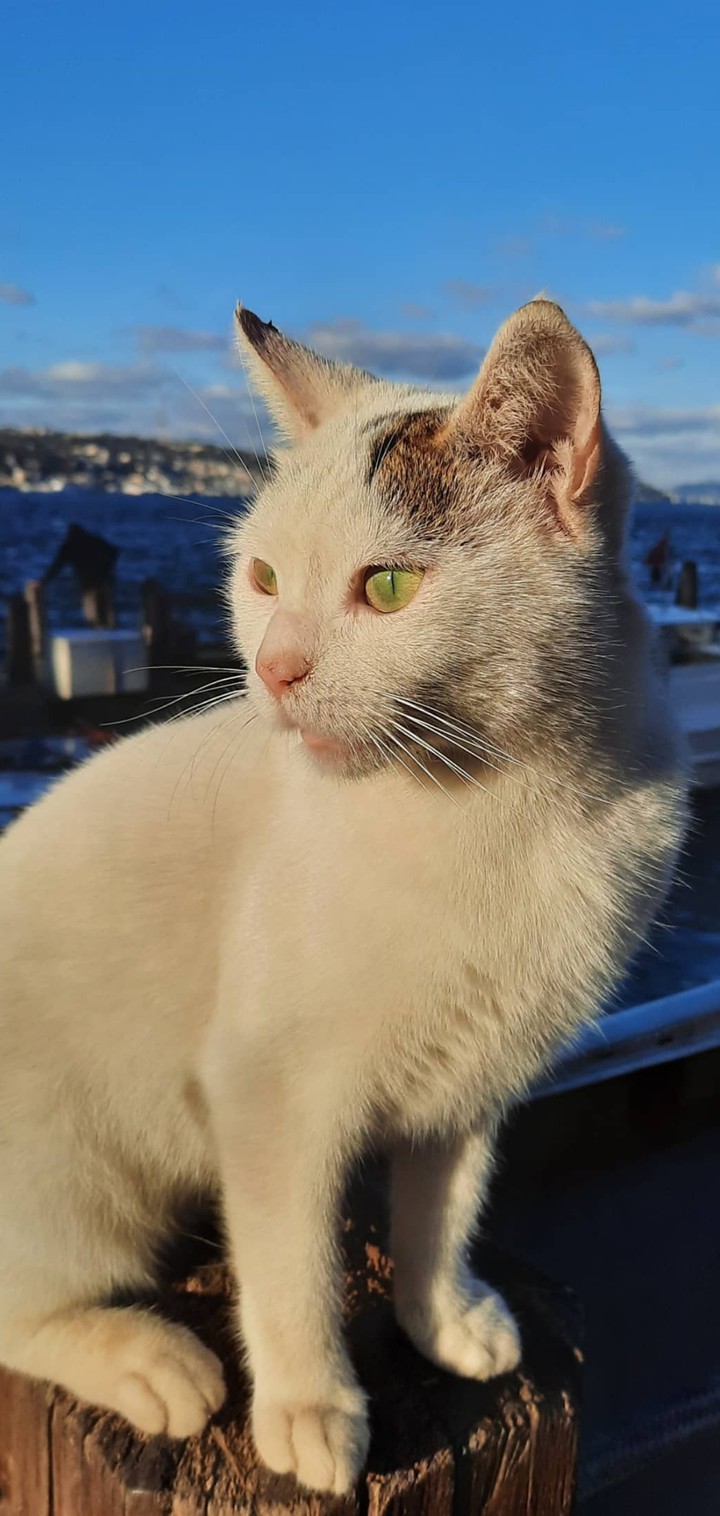 Cat