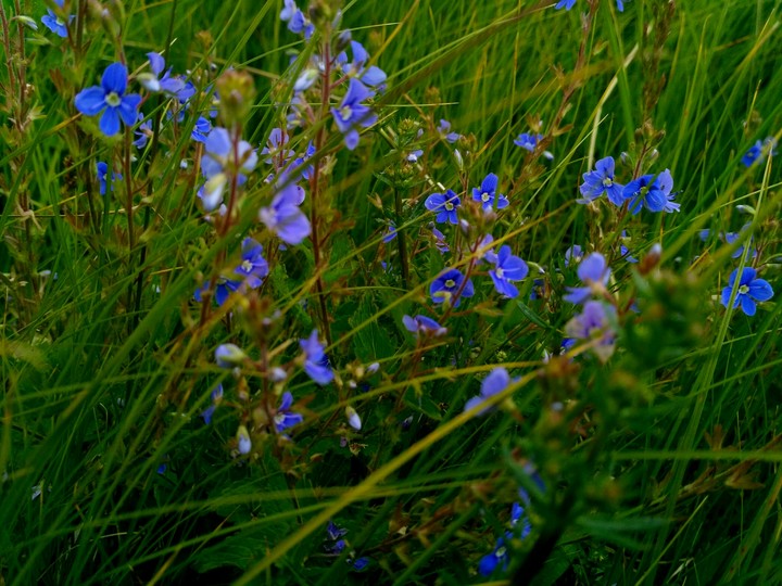blue flowers