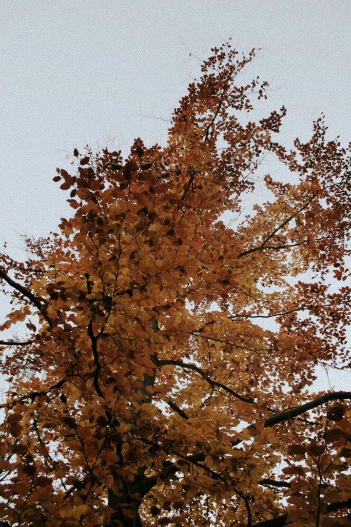 Autumn 