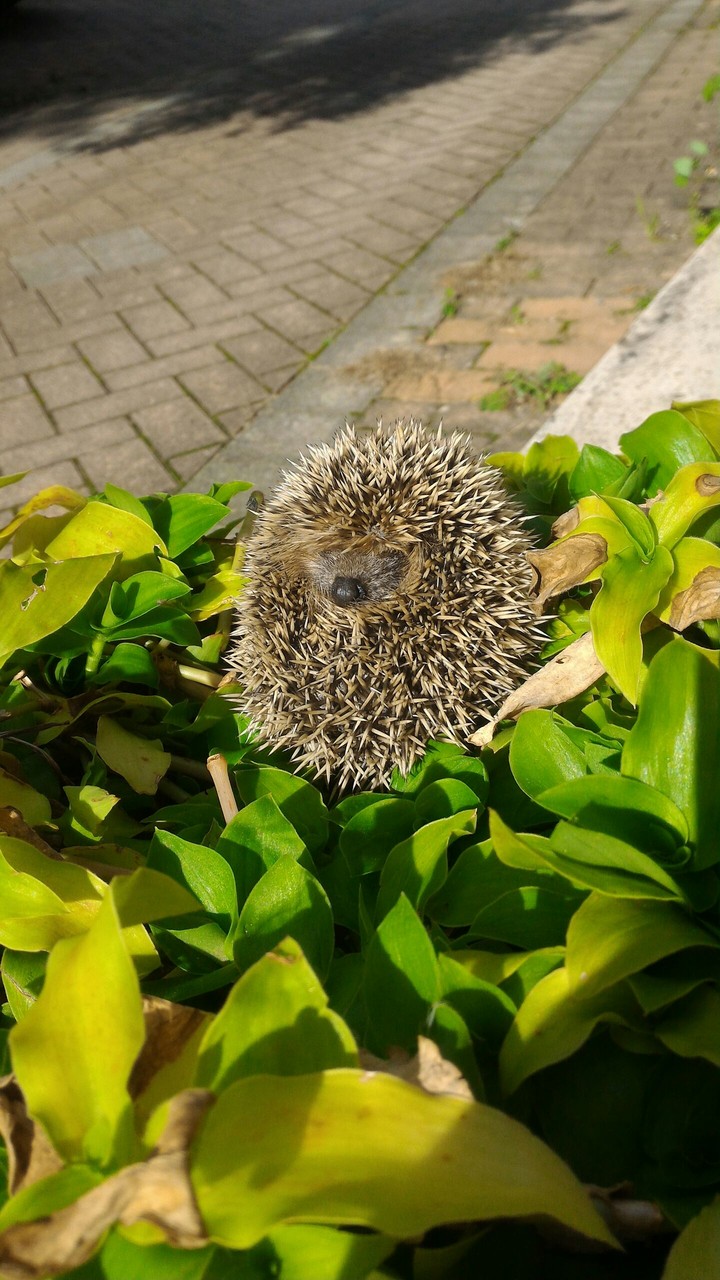 Hedgehog