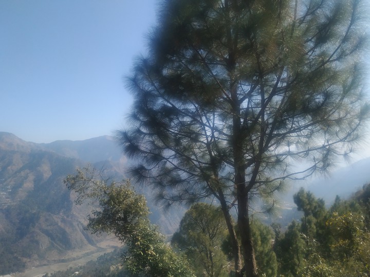 tree