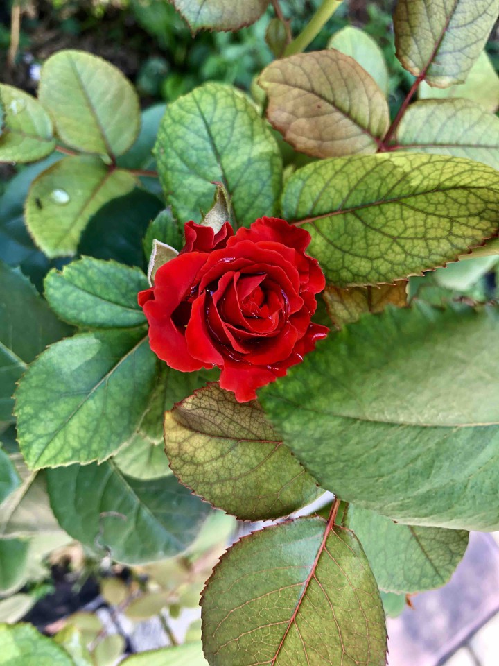 rose