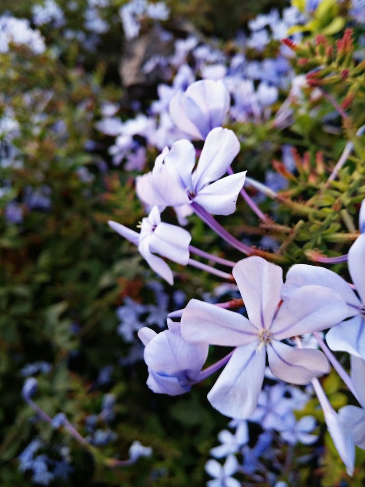cool purple