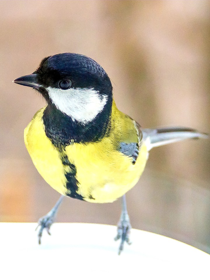 titmouse