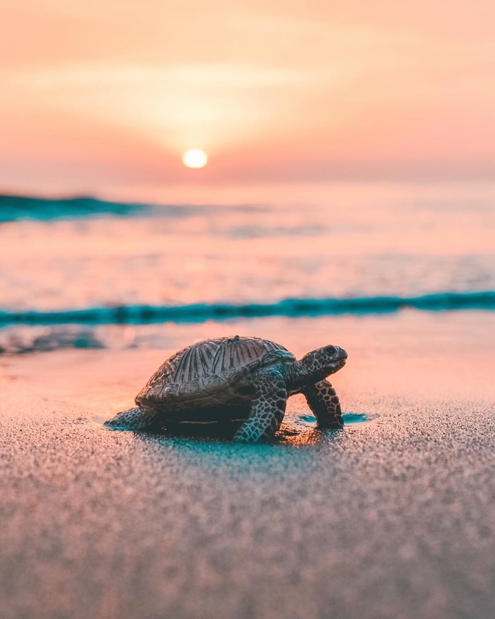 turtle <3