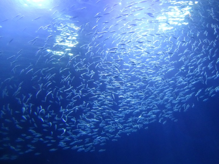 A lot of fish