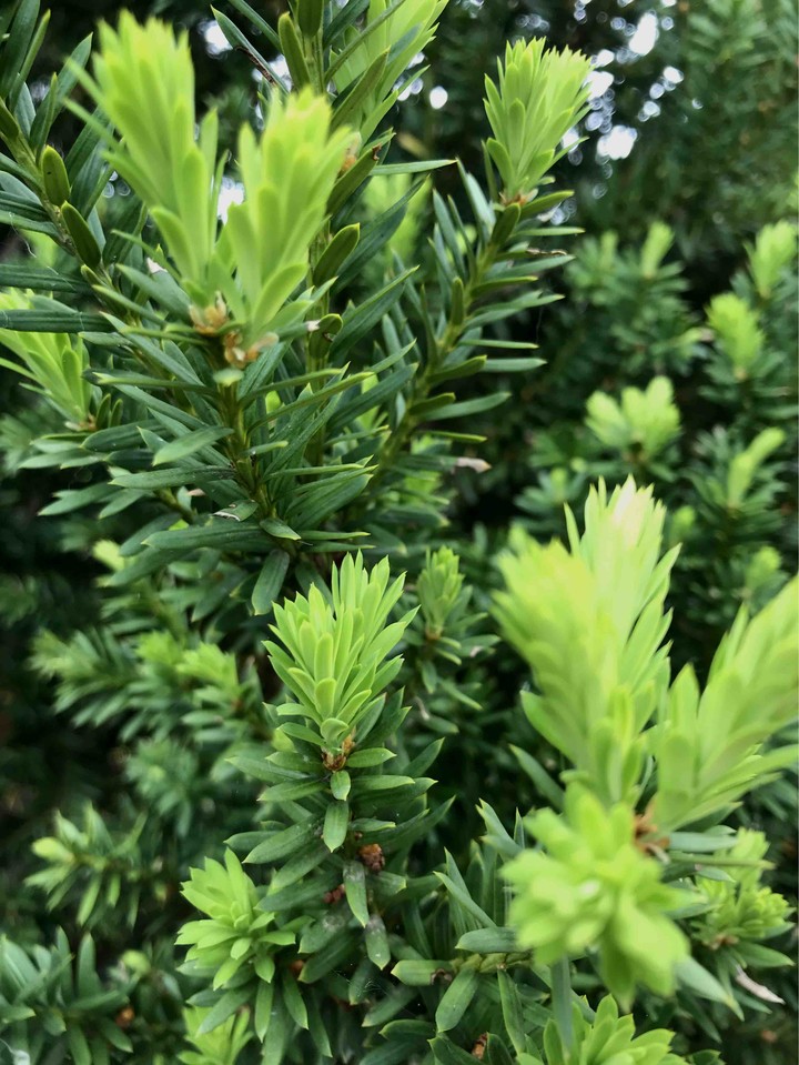 spring