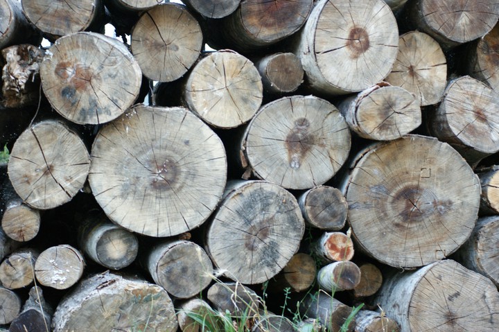 Trees