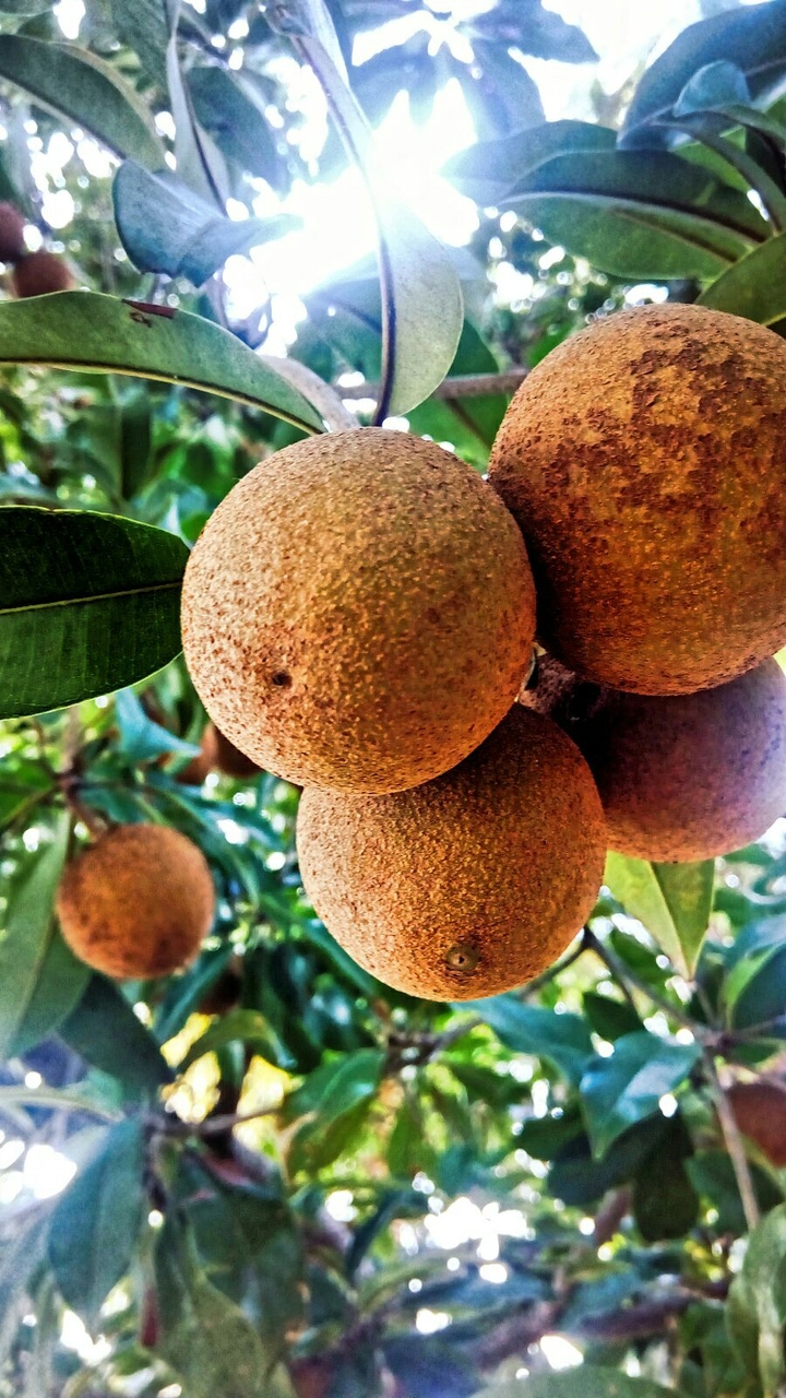 prasad