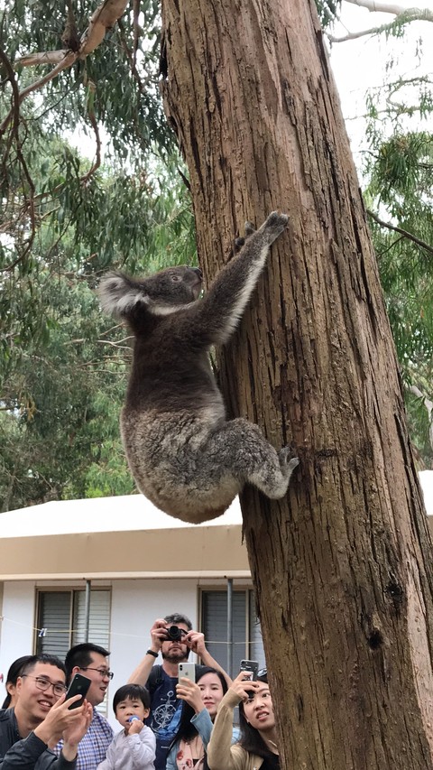 kowalla australia