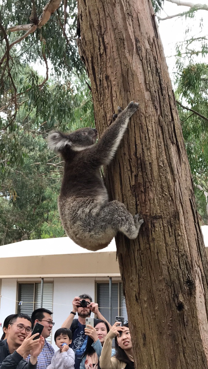 kowalla australia