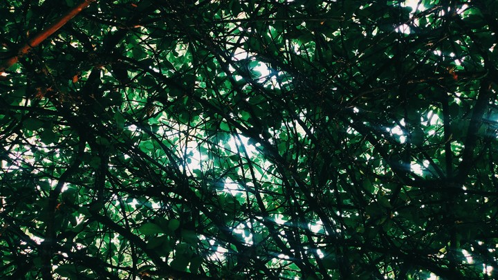 leaf