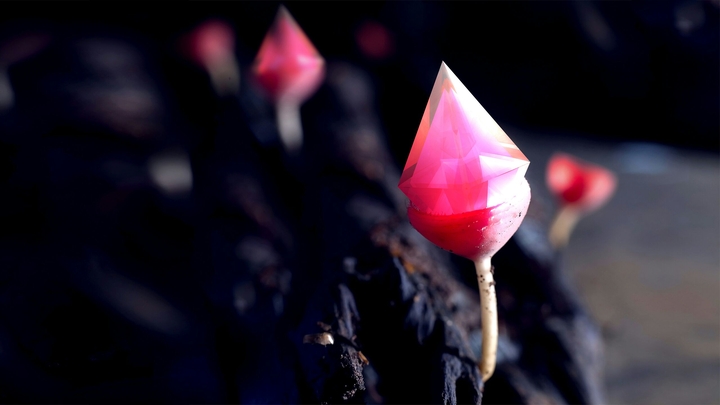 Geometry Flowers