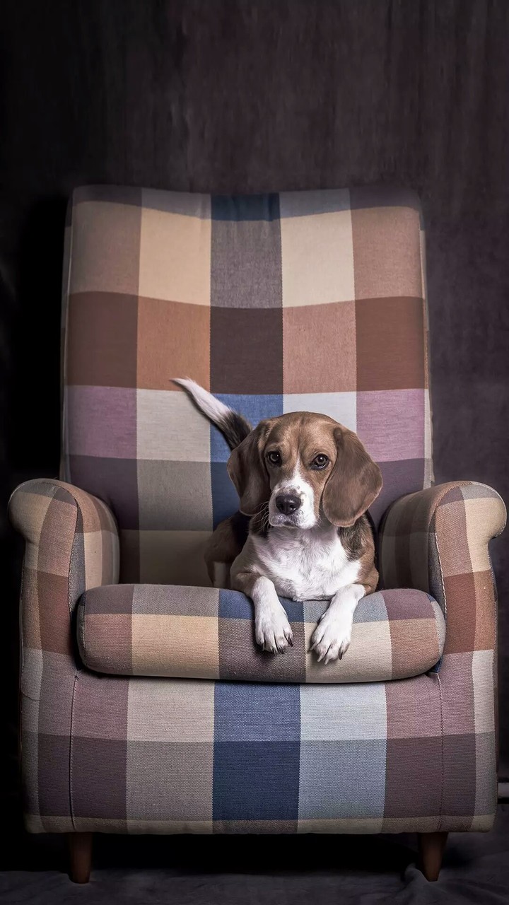 biggle dog