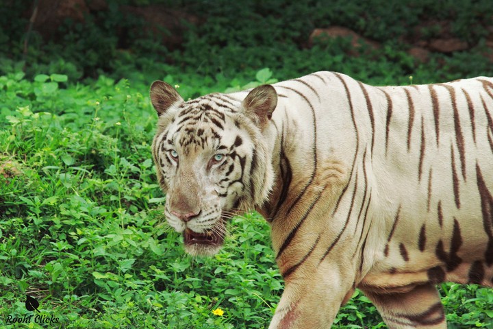 White Tiger