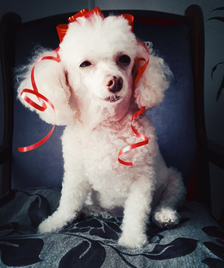 Minha malvada favorita