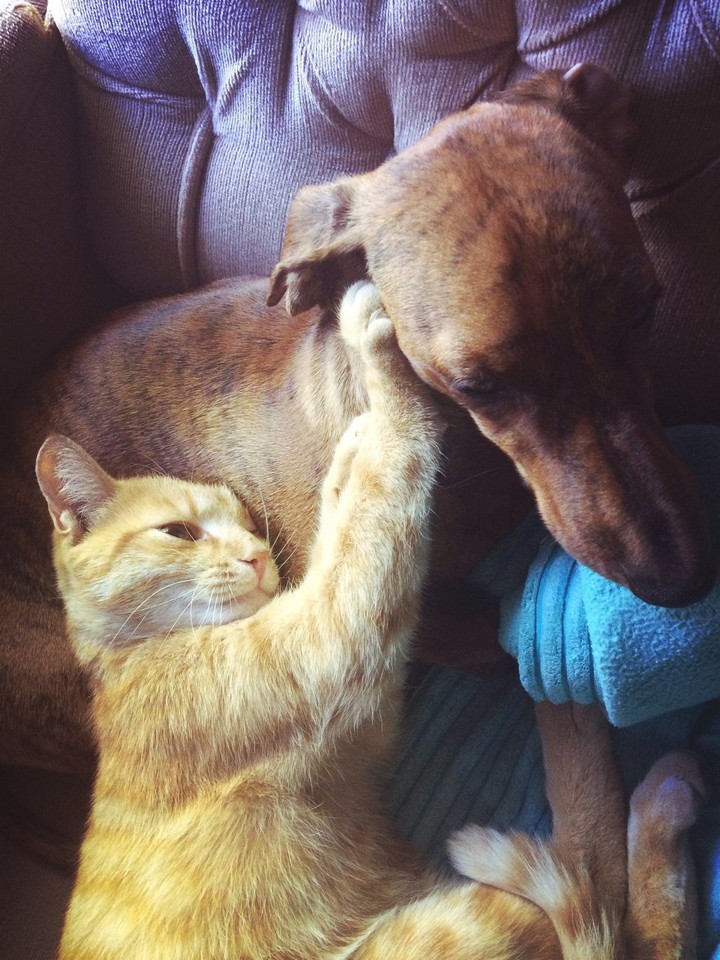 Cat&Dog