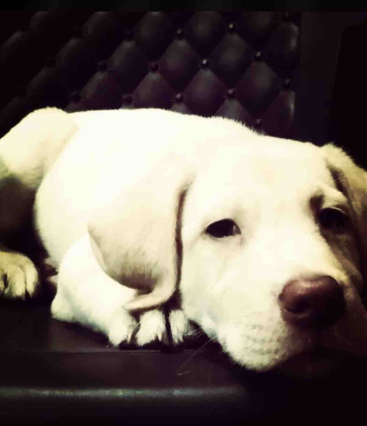 my little canine