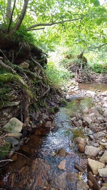 Stream