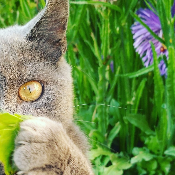 yellow eye
