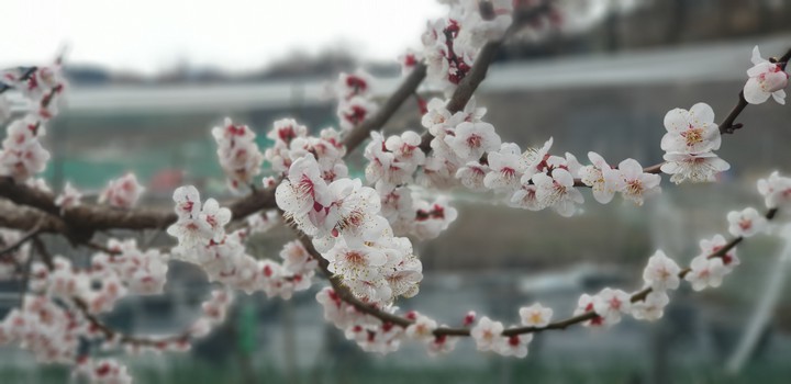 벚꽃