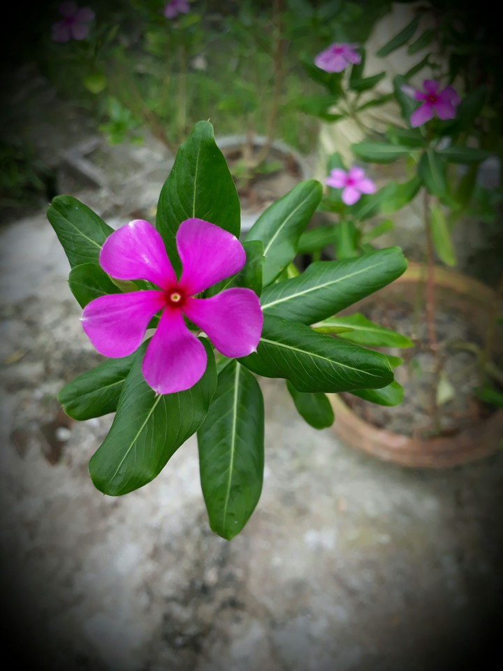 pink flowers