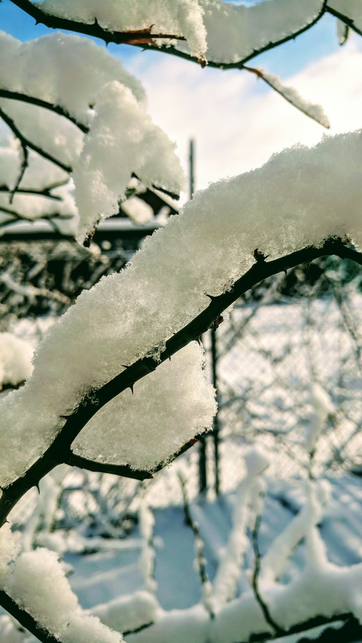 winter