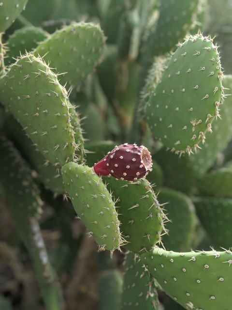 prickly pear cactus