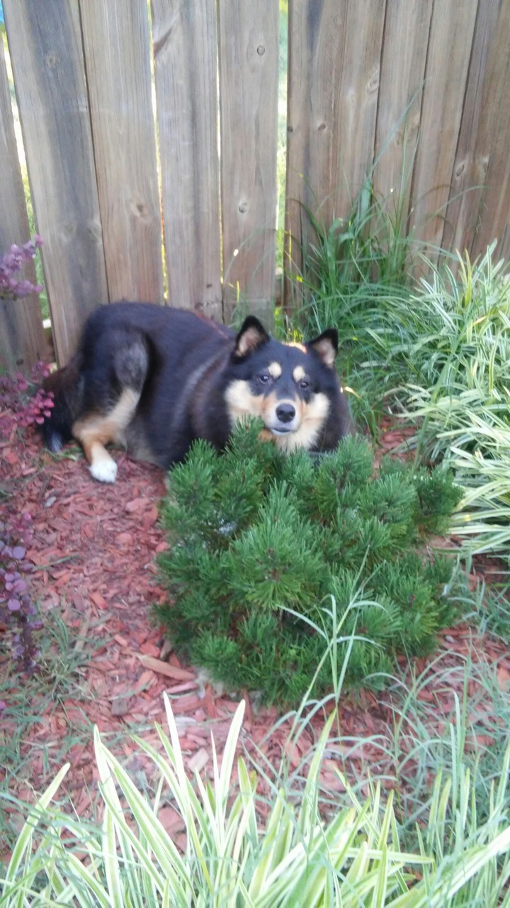 Cute Bear