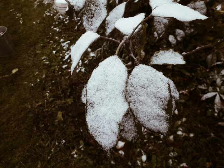 Первый снег / first snow