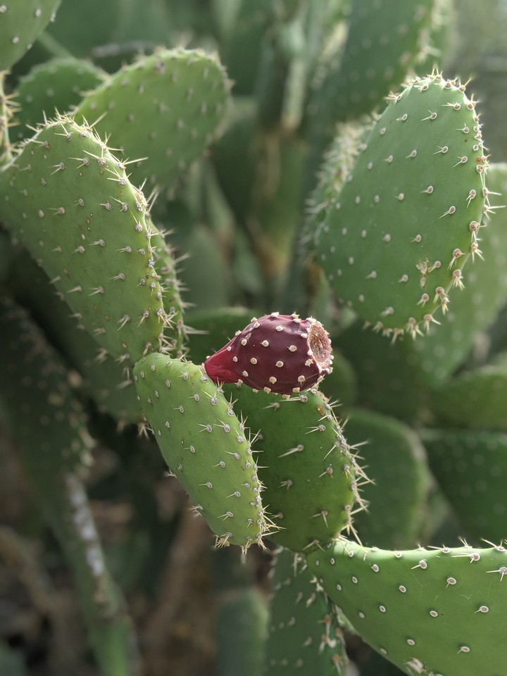 prickly pear cactus